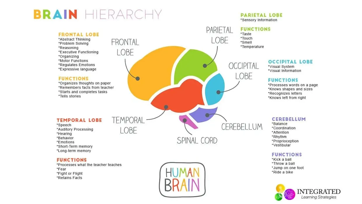 How the brain learns | Really Teaching